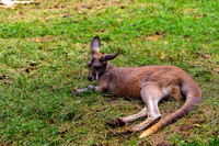Red Kangaroo Laying About Tail Curved