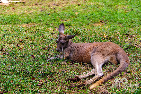 Red Kangaroo Laying About Tail Curved