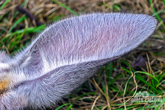 Red Roo Furry Ear