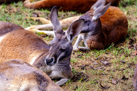 Red Roo Laying Down Ears Up