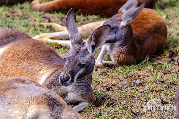 Red Roo Laying Down Ears Up