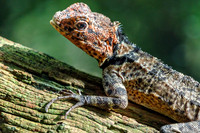 Basilisk In Aviary