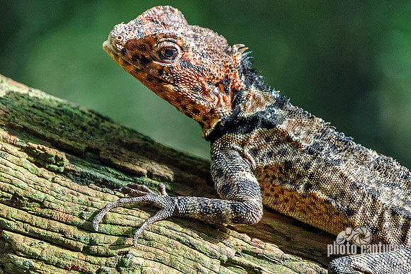 Basilisk In Aviary