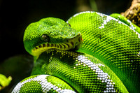 Emerald Tree Boa Curled Up