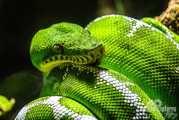 Emerald Tree Boa Curled Up