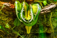 Emerald Tree Boa On Branch