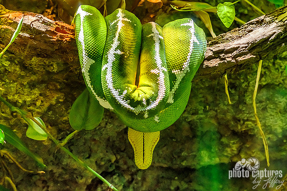 Emerald Tree Boa On Branch