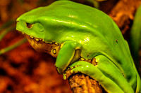 Giant Wax Tree Frog