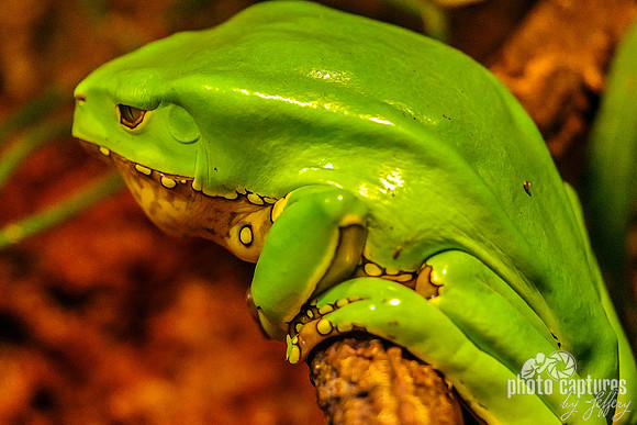Giant Wax Tree Frog
