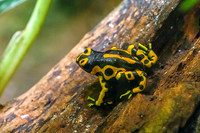Yellow-banded Poison Dart Frog