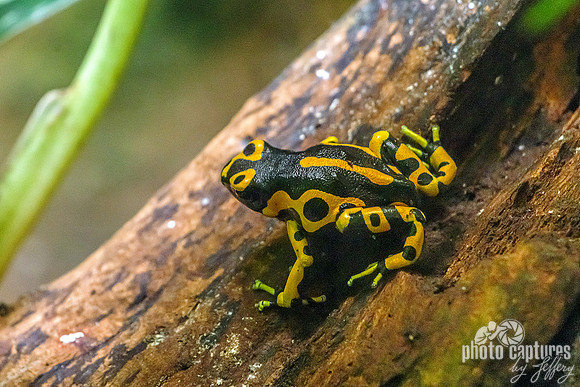 Yellow-banded Poison Dart Frog