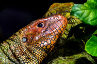 Northern Caiman Lizard Head Up Close View