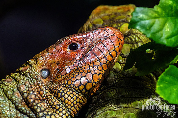 Northern Caiman Lizard Head Up Close View
