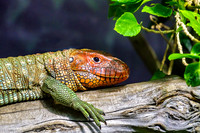 Northern Caiman Lizard Laying On Branch