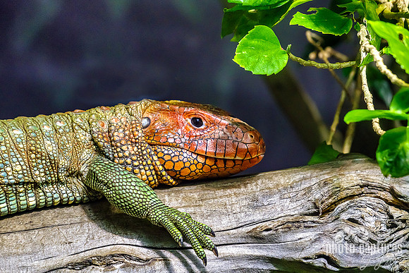 Northern Caiman Lizard Laying On Branch