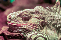 Iguana Resting In Terrarium