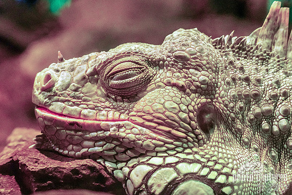 Iguana Resting In Terrarium