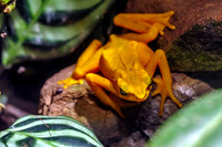 Panamanian Golden Frog Endangered