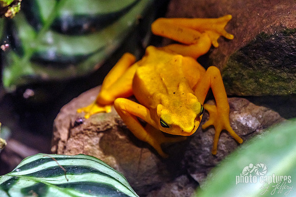 Panamanian Golden Frog Endangered