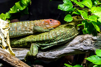Northern Caiman Lizard On Back Another One