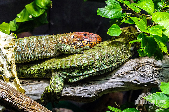 Northern Caiman Lizard On Back Another One