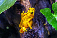 Panamanian Golden Frog