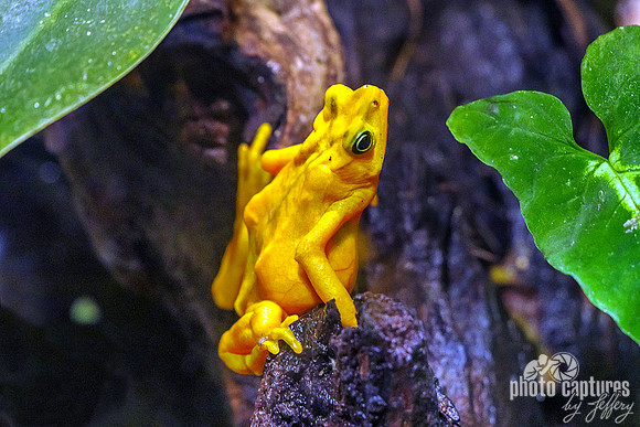 Panamanian Golden Frog