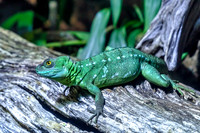 Plumed basilisk
