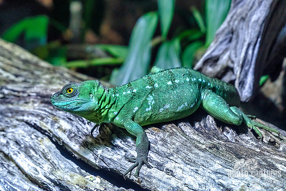 Plumed basilisk
