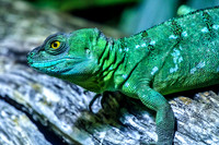 Plumed basilisk Close View