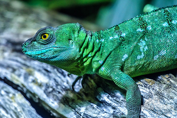 Plumed basilisk Close View