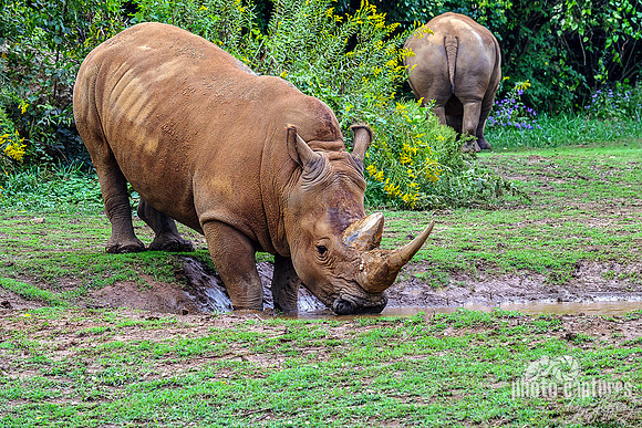 White Southern Rhino Drinking From Puddle