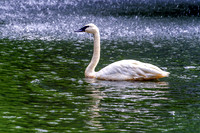 Trumpeter Swan Facing Left