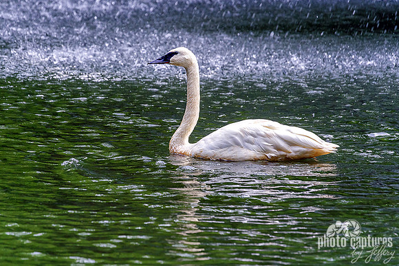 Trumpeter Swan Facing Left