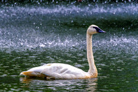 Trumpeter Swan Facing Right