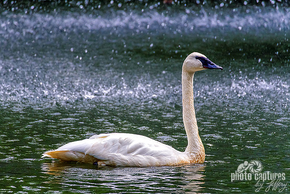 Trumpeter Swan Facing Right