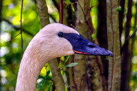 Trumpeter Swan Side View Head Turned