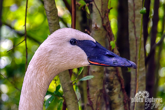 Trumpeter Swan Side View Head Turned