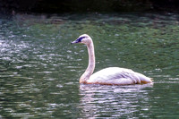 Swan On Waters