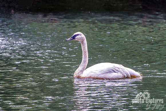 Swan On Waters