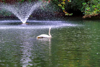 Fountain Behind Swan