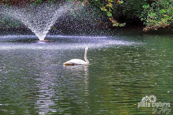 Fountain Behind Swan
