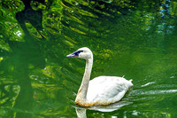 Trumpeter Swan On Green Waters