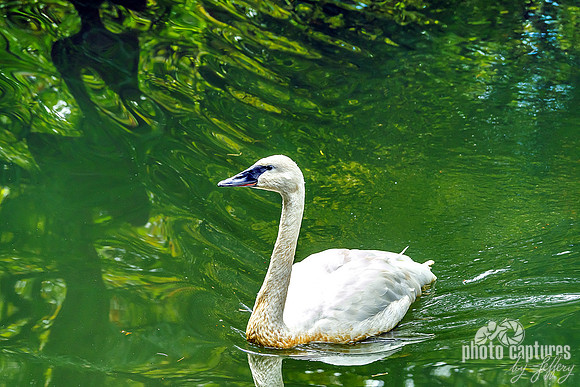 Trumpeter Swan On Green Waters