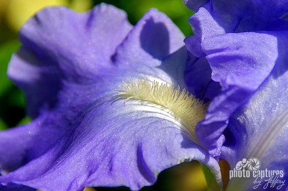 Victoria Falls bearded iris
