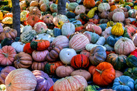 A Vast Assortment of Autumn Pumpkins
