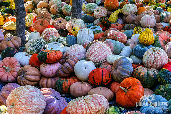 A Vast Assortment of Autumn Pumpkins