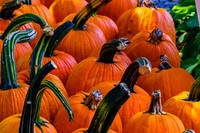 A Gaggle Of Long Stem Pumpkins