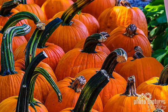 A Gaggle Of Long Stem Pumpkins