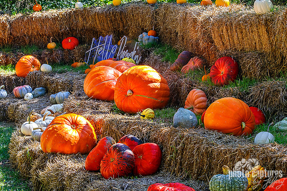 Hay Bales With Pumpkins